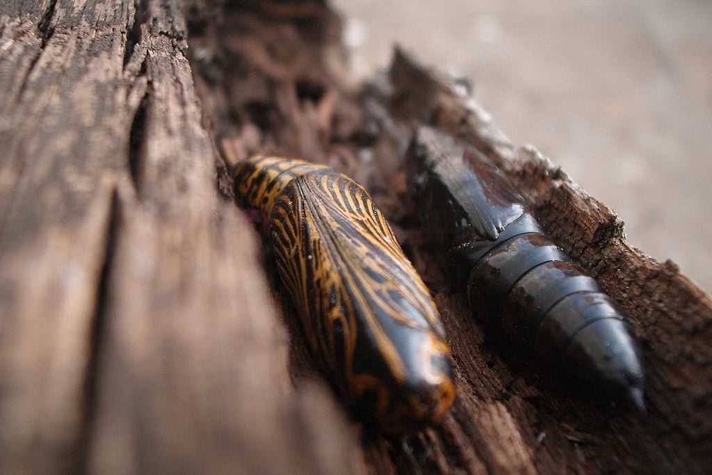 Alguns animais produzem casulos como forma de proteção durante seu desenvolvimento ou em momentos críticos do ciclo de vida. Os casulos podem ser feitos de seda, folhas ou secreções corporais e servem para abrigar larvas, pupas ou até mesmo adultos em hibernação