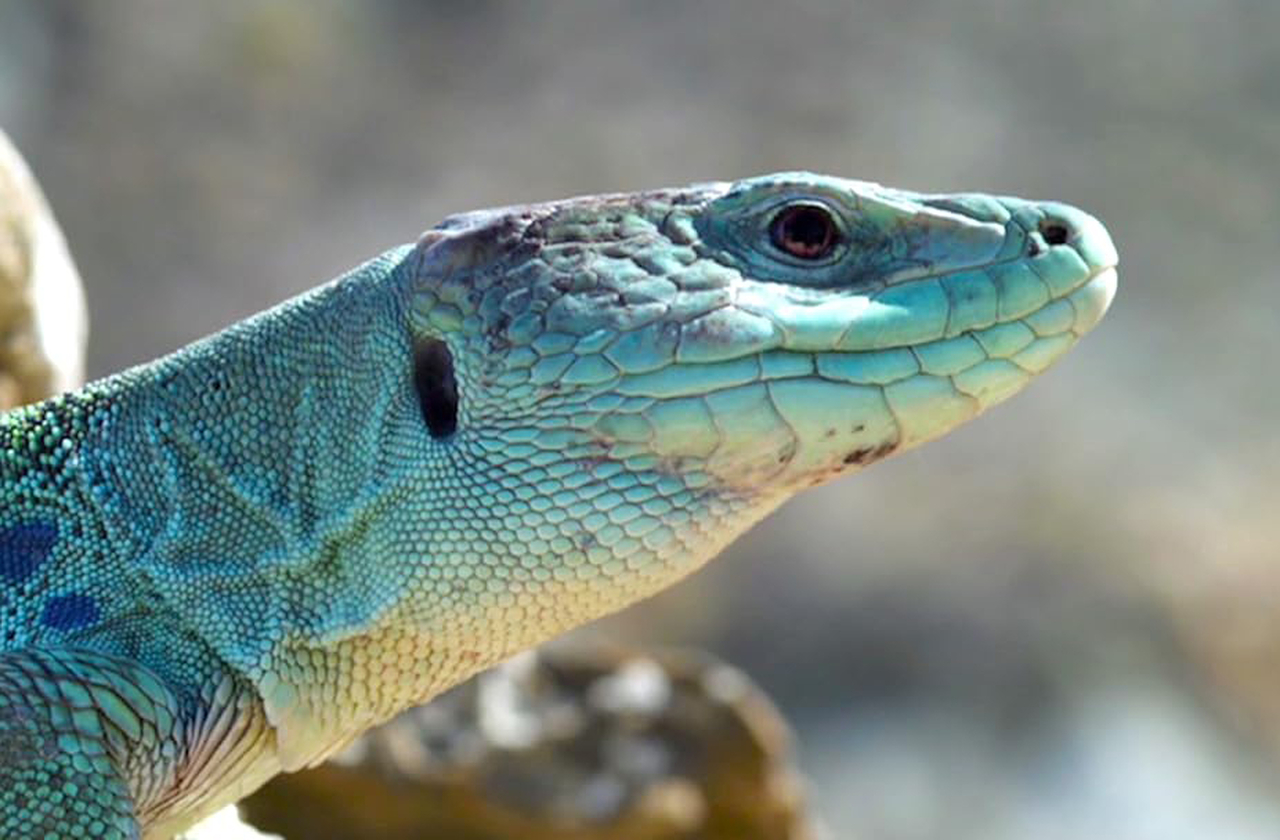 Apesar da aridez, o deserto abriga fauna e flora adaptadas. Plantas xerófitas sobrevivem com pouquíssima água, e répteis e aves encontram refúgio entre as formações rochosas. É um ecossistema discreto, mas cheio de vida resistente.