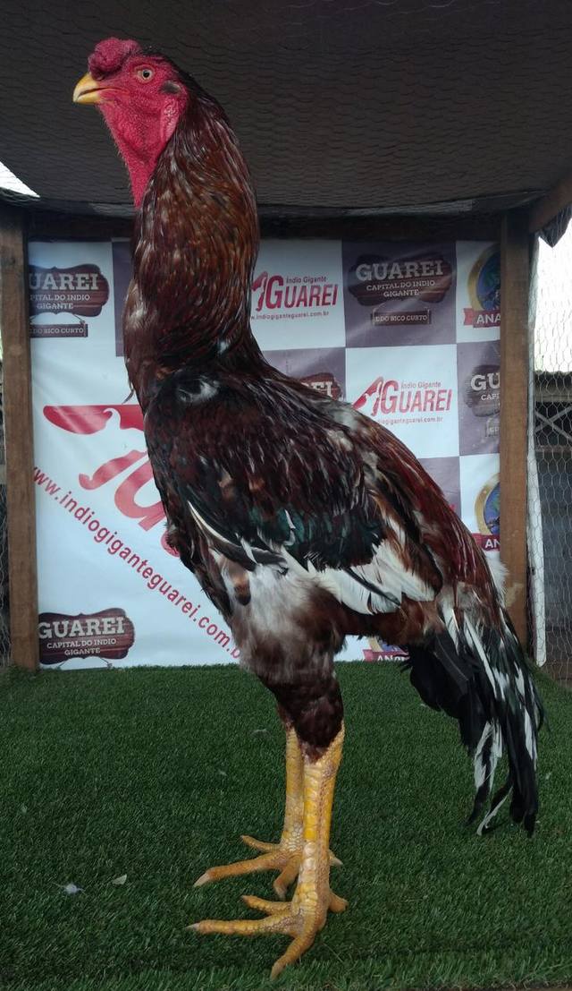 Em 2017, um galo da raça foi arrematado em leilão por um produtor rural de Sorocaba (SP) após lance de R$ 154 mil. Pertencente à variedade Crista Bola, ele foi batizado de Hokaido.