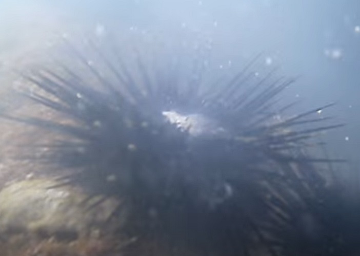 O ouriço-do-mar-vermelho (Strongylocentrotus franciscanus) pode ser encontrado em diversos tipos de ambientes marinhos, tanto nos recifes mais rasos quanto em ambientes profundos, em sedimentos arenosos ou nos costões rochosos.


