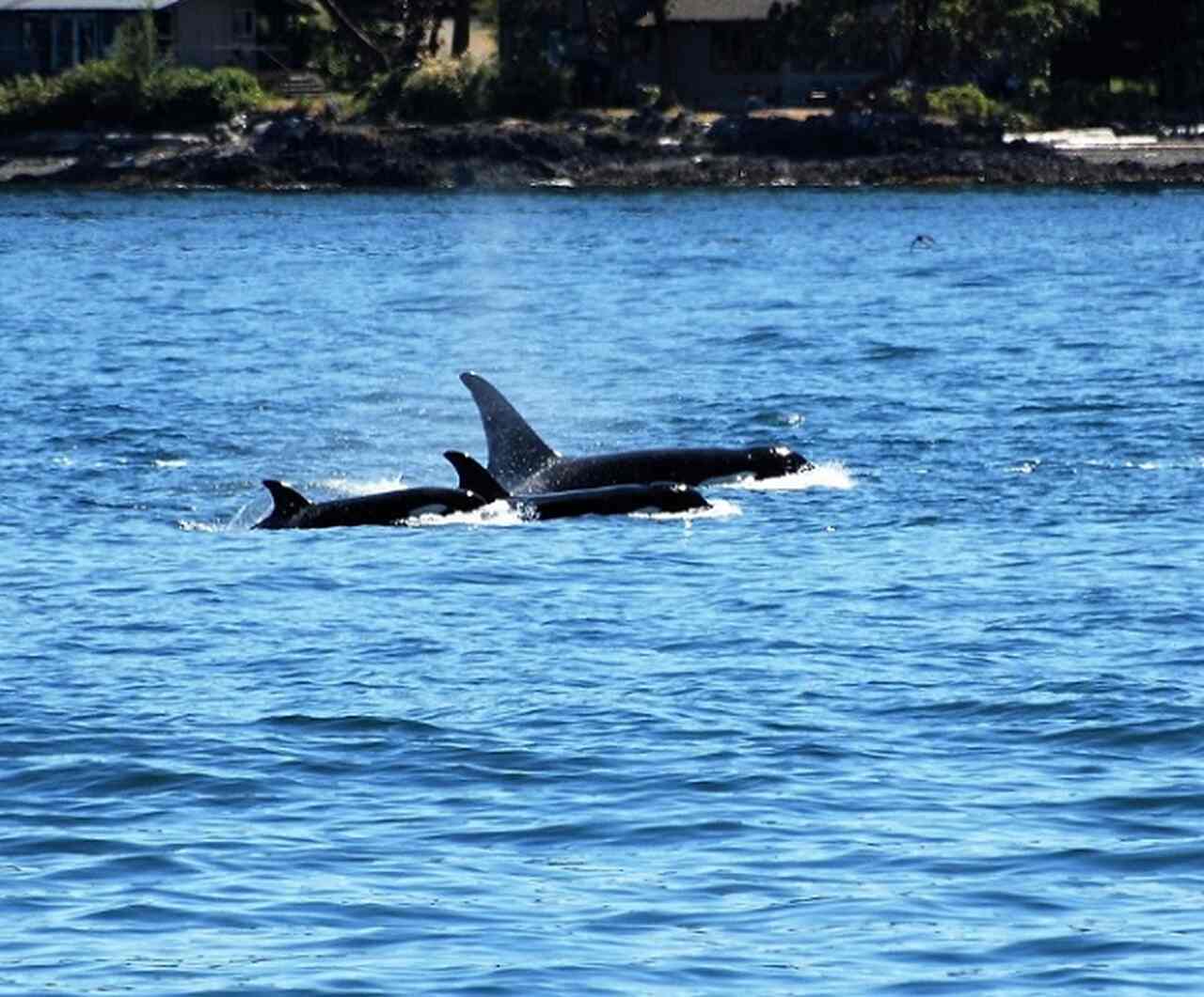 Um grupo de orcas tem sido acompanhado desde 2020 exatamente por causa desse comportamento incomum de atacar embarcações, especialmente veleiros.