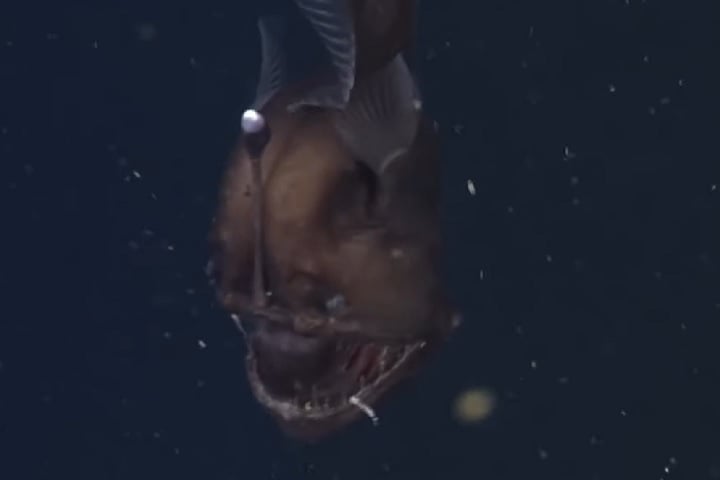 Peixe-diabo-negro (Melanocetus johnsonii): Este peixe é conhecido por sua aparência assustadora, com uma boca enorme cheia de dentes afiados e um corpo escuro e gelatinoso. Vive entre 1.000 e 4.000 metros de profundidade.