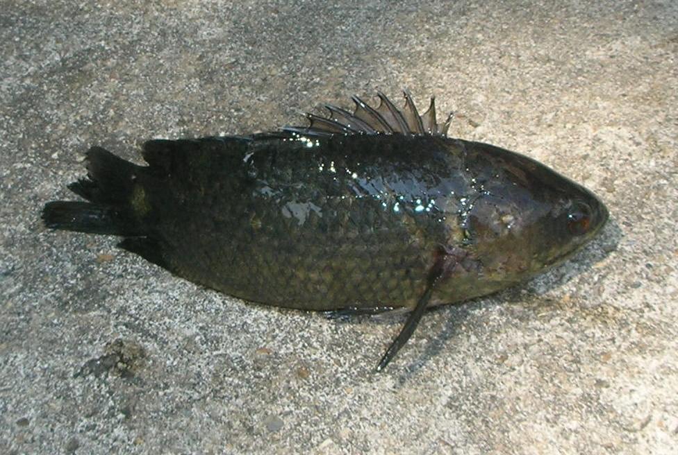 Peixe-Ánabas (Anabas testudineus) - Constrói casulos de muco para sobreviver fora d’água por curtos períodos. Isso ajuda na retenção de umidade enquanto se desloca em terra. Essa habilidade é útil para buscar novos habitats.