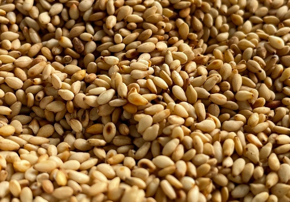 Dessa forma, evidências arqueológicas sugerem que ele foi cultivado na Civilização do Vale do Indo (Índia e Paquistão) há 4.300 anos antes de Cristo. Por lá, formou-se uma cultura importante para a produção de óleo e a expansão desta semente. 