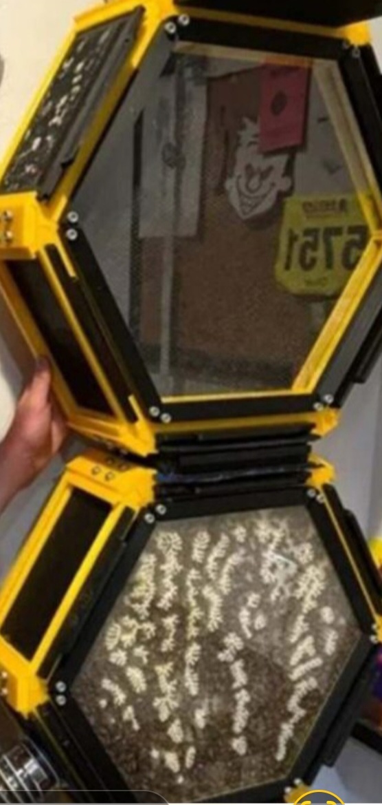 O modelo da colmeia é o tradicional, hexagonal, ou seja, com seis lados. E as abelhas já estão produzindo mel.