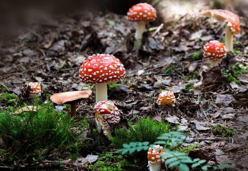 A origem dos cogumelos remonta a bilhões de anos, com sua classificação como reino próprio Fungi estabelecida em 1969, o que os aproxima mais dos animais do que das plantas, pois não conseguem produzir seu próprio alimento. 