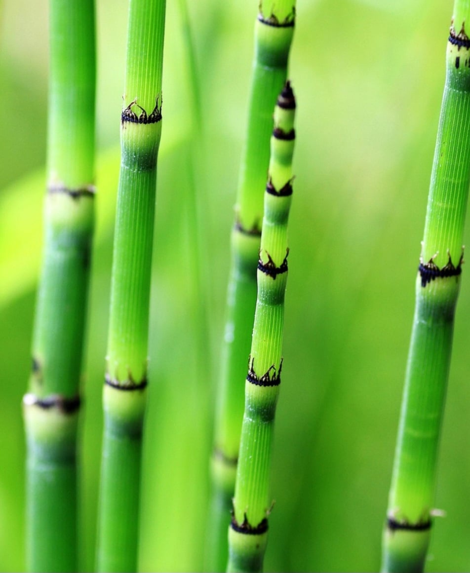 O bambu - também chamado de taquara, taboca ou outros nomes regionais no Brasil - é uma gramínea com incrível diversidade: estima-se que existam entre 1.300 e 1.600 espécies no mundo. No Brasil, a riqueza dessa planta é impressionante.