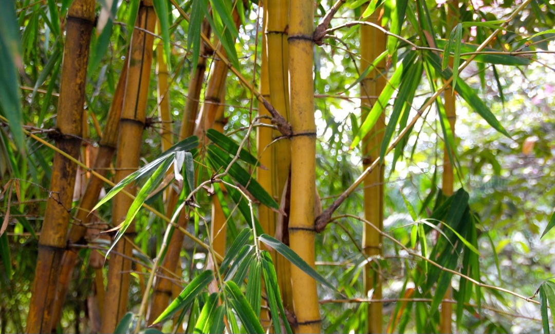 Historicamente, o bambu já era usado há milênios por civilizações orientais para os mais variados fins: construção de habitações, móveis, utensílios, pontes, embarcações, instrumentos, cercas, drenagem, entre outros.