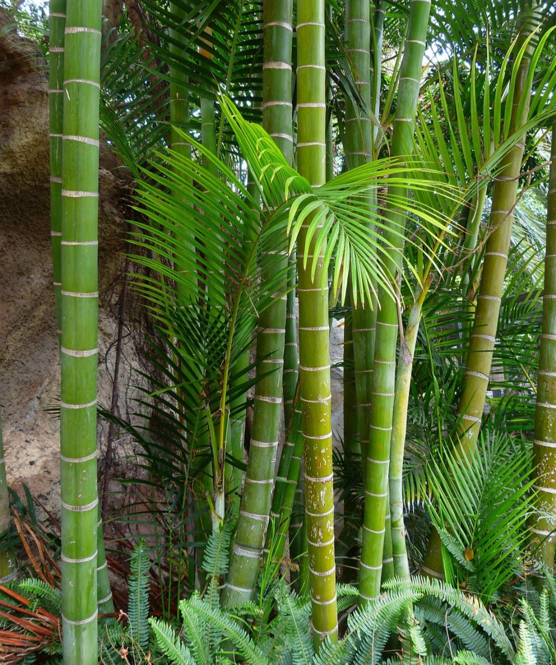 Um dos resultados é a propagação de mudas por biorreatores, que permite multiplicar plantas com eficiência e em grande escala, importante para espécies nativas como as do gênero Guadua.