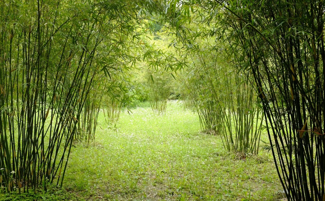 Um deles é a ideia de que plantios comerciais brasileiros seriam imunes a pragas e doenças - o que não é garantido. Outra crença popular afirma que a colheita ideal deve ocorrer em meses sem a letra “r” e na lua minguante.