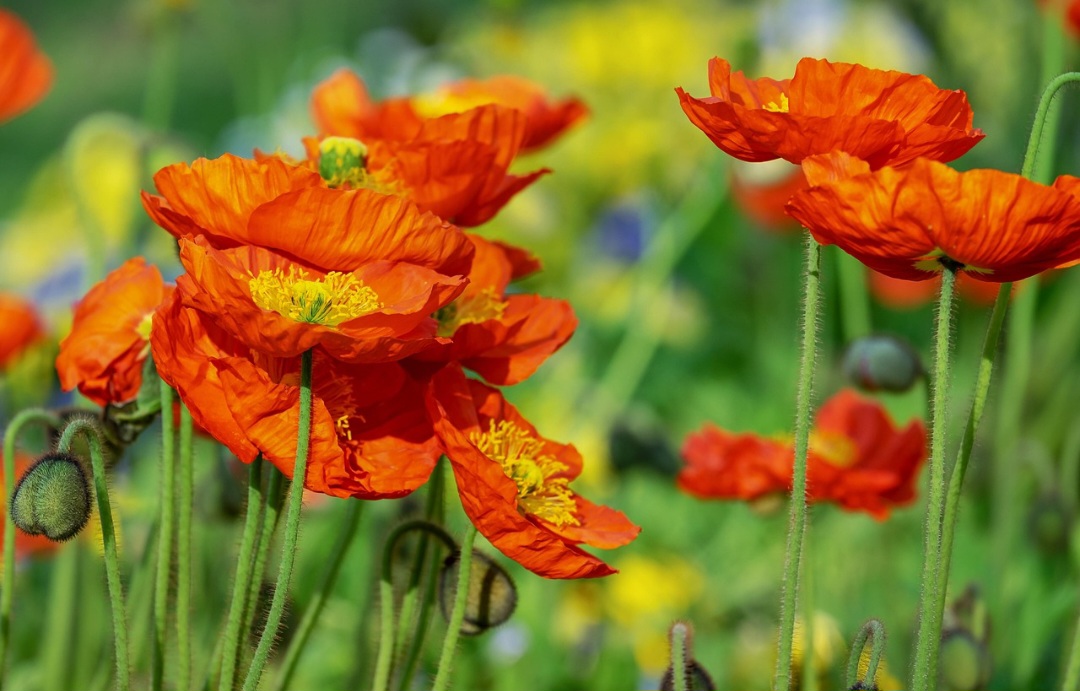 As papoulas são plantas herbáceas, que podem ser anuais ou perenes, pertencentes à família Papaveraceae. Elas são amplamente conhecidas por suas flores delicadas e vibrantes, que variam em cores, como vermelho, rosa, branco, laranja e até azul. 