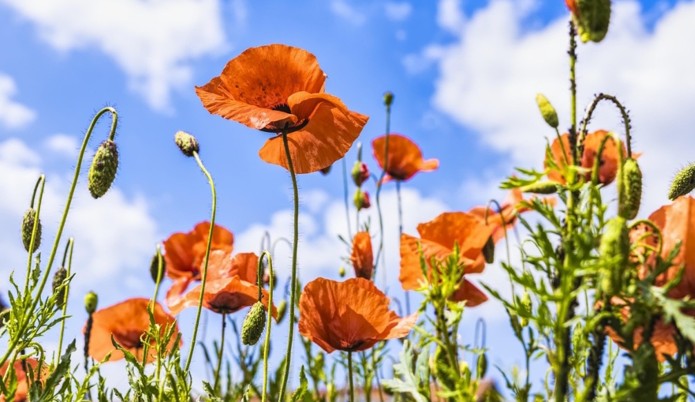 A espécie mais famosa e estudada é a Papaver somniferum, frequentemente referida como a papoula do ópio ou dormideira devido às suas propriedades. 