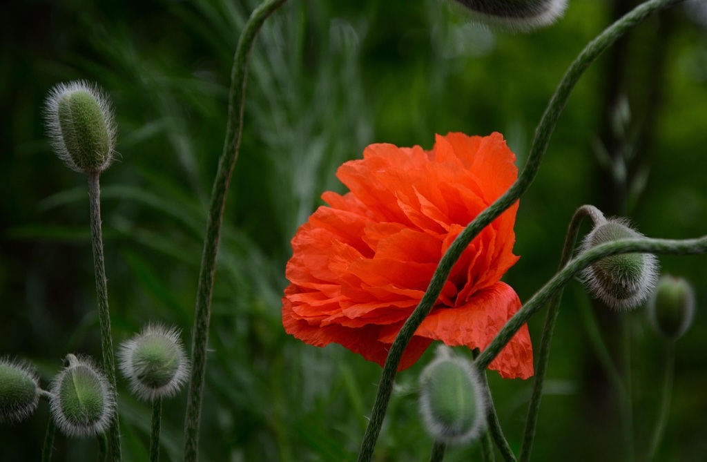Dentro dessa cápsula, encontram-se inúmeras sementes minúsculas. O látex extraído dessa cápsula imatura é o ópio, a matéria-prima para a produção de diversos opióides, como a morfina e a codeína.