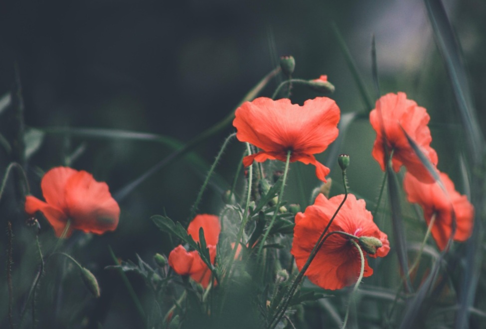 A Papaver somniferum é uma planta que possui uma dualidade de uso. Para o bem da humanidade, ela forneceu a base para o desenvolvimento de analgésicos potentes que transformaram a medicina no manejo da dor severa. 