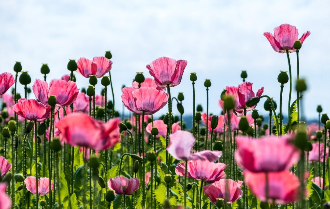 Por outro lado, o uso indevido de seus derivados, como a heroína e, mais recentemente, opióides sintéticos inspirados em sua estrutura, gerou crises de saúde pública em várias partes do mundo. 