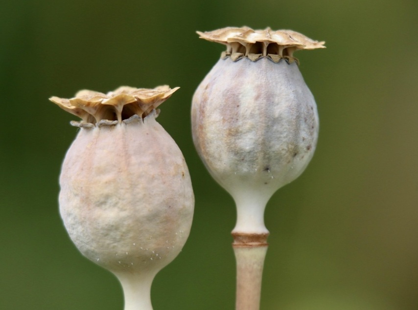 A origem geográfica das papoulas é vasta, mas o seu centro de diversidade e cultivo inicial aponta para a região do Mediterrâneo oriental e Ásia