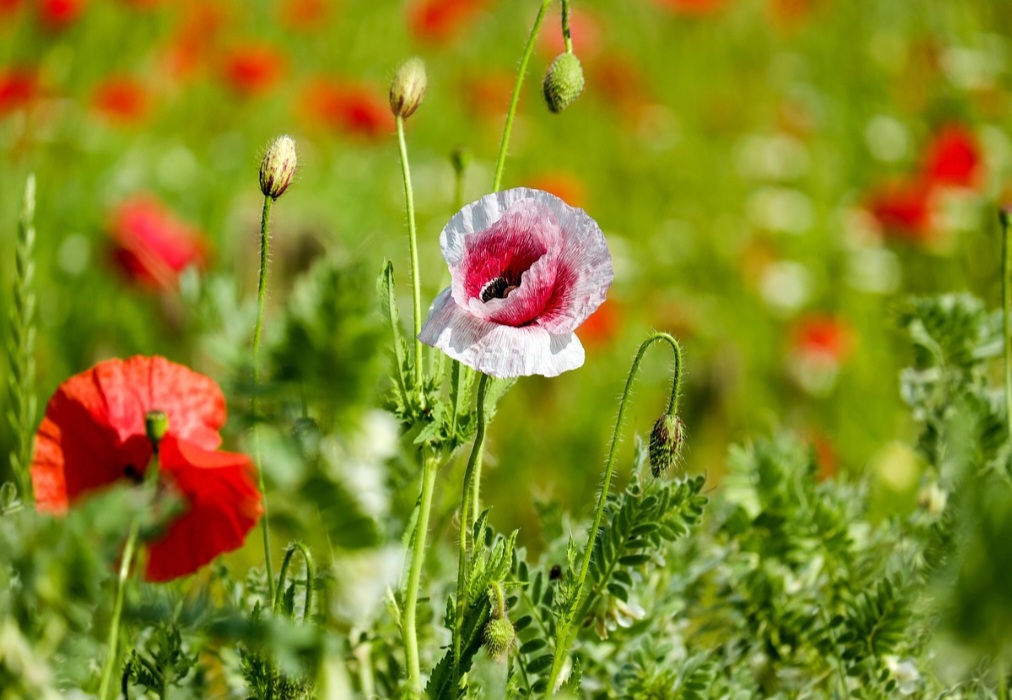 No Brasil, o cultivo da espécie Papaver somniferum é proibido, conforme a Portaria 344/98 do Ministério da Saúde, pelo alto potencial de uso indevido, abuso e efeitos prejudiciais à saúde pública.