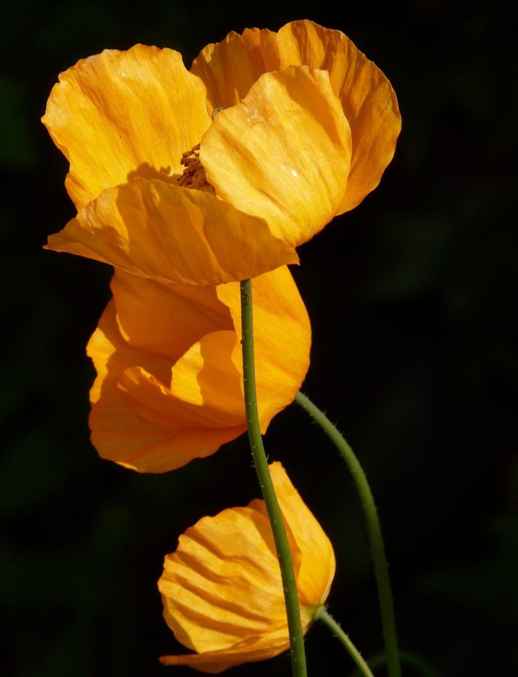 Muito antes das guerras modernas, as papoulas já ocupavam um lugar de destaque no imaginário popular, frequentemente ligadas ao sono e à morte, devido às propriedades sedativas do ópio derivado de algumas espécies da flor, como a Papaver somniferum.