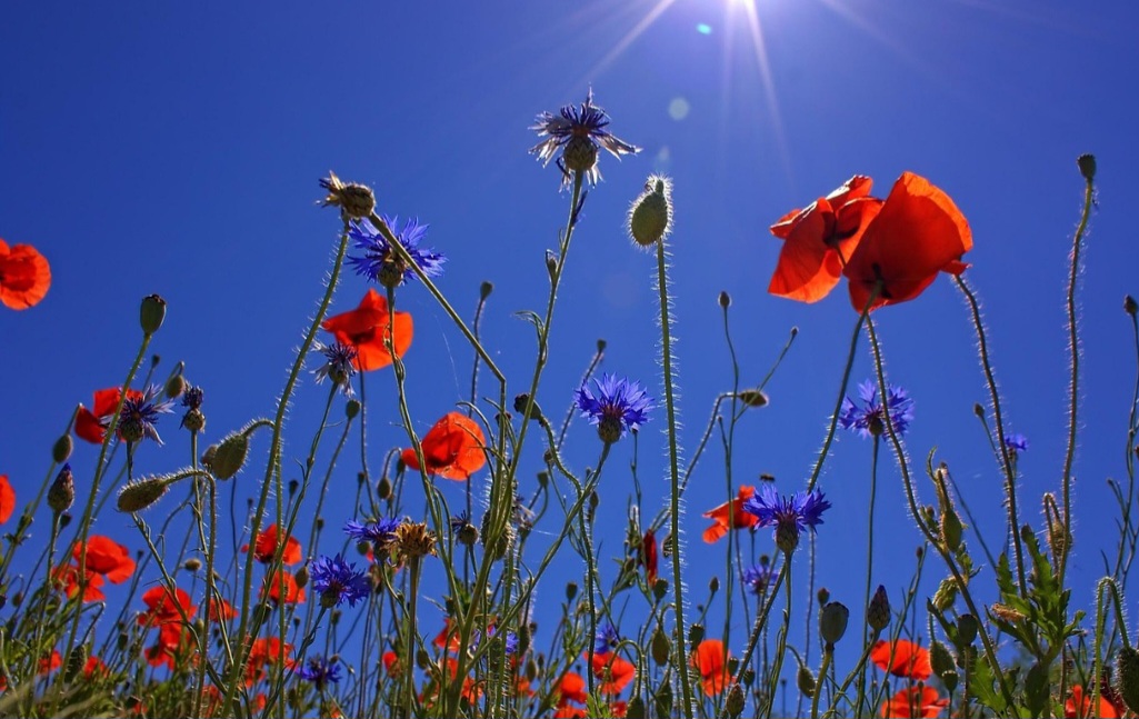 Cultivadas há milhares de anos por suas propriedades medicinais, as papoulas eram usadas no antigo Egito para fins medicinais e, mais tarde, por alquimistas como Paracelso, que desenvolveu o láudano, um concentrado de suco de papoula.