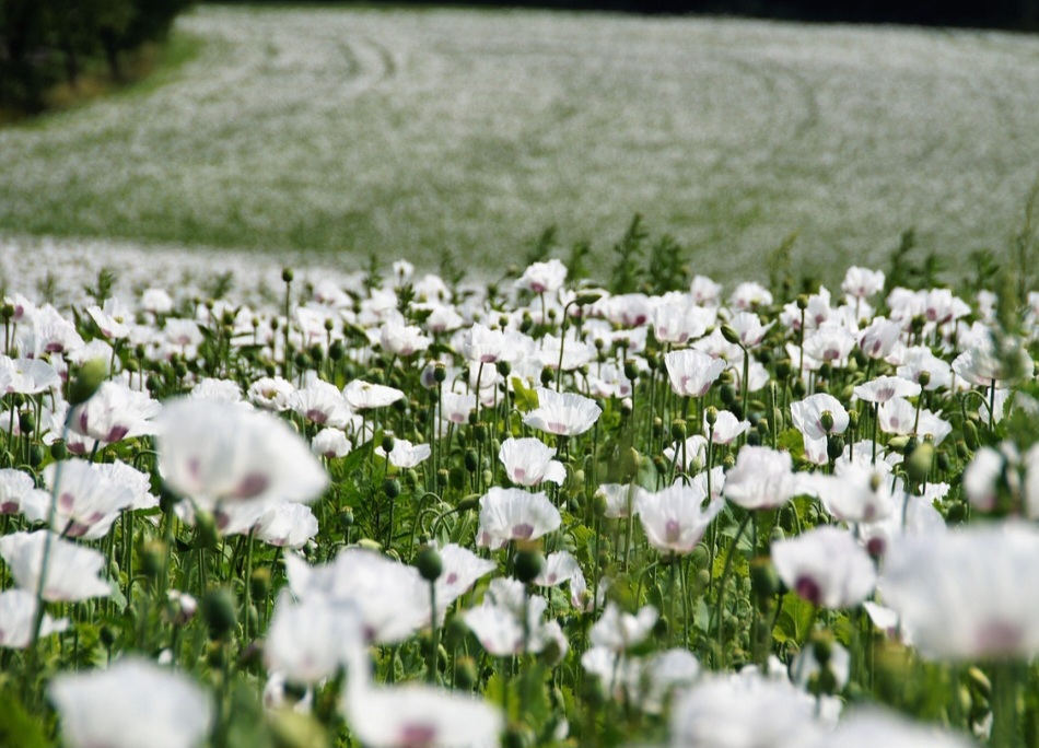 Essas flores são cercadas de beleza e simbolismo, ao mesmo tempo que possuem substâncias potentes com usos medicinais e até ilícitos. 