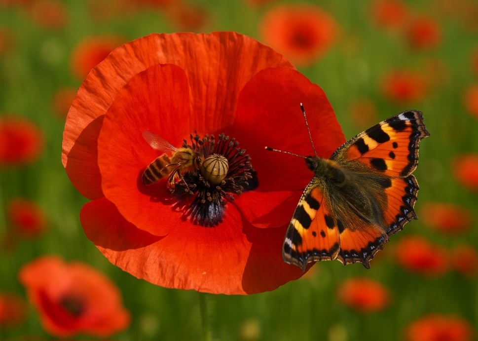 Algumas plantas têm seu cultivo proibido no Brasil. Entre elas, está a papoula, que possui uma aparência delicada, com pétalas macias, sendo a mãe dos opiáceos. No entanto, apesar da fragilidade, elas são precursoras na produção de substâncias narcóticas, como o ópio e a heroína.
