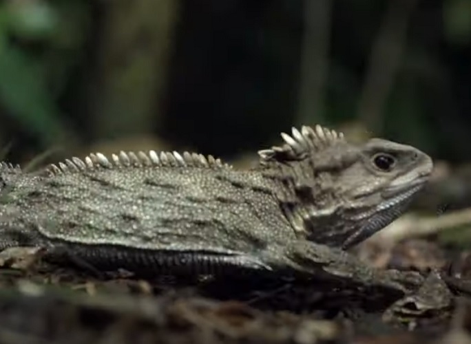 O tuatara deixa de crescer por volta dos 50 anos de idade, quando atinge 45 a 61 cm, pesando entre 500 gramas e 1 kg. Além disso, o tuatara tem uma outra curiosidade: possui um terceiro olho. Há registros de um tuatara que viveu pouco mais de 111 anos. 
