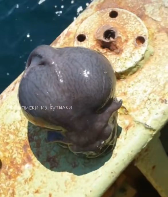 Especialistas confirmaram que a imagem é real e mostra um animal raro das profundezas do Oceano Pacífico, mais especificamente a cerca de 1.700 metros abaixo da superfície.