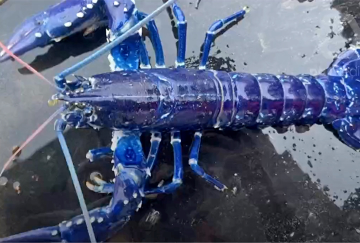 LAGOSTA AZUL - Em 2023, um pescador britânico capturou a citada lagosta azul, durante uma sessão de pesca em Belfast, capital da Irlanda do Norte. Estudos apontam que a chance de fisgar um desses é de uma em dois milhões de tentativas.