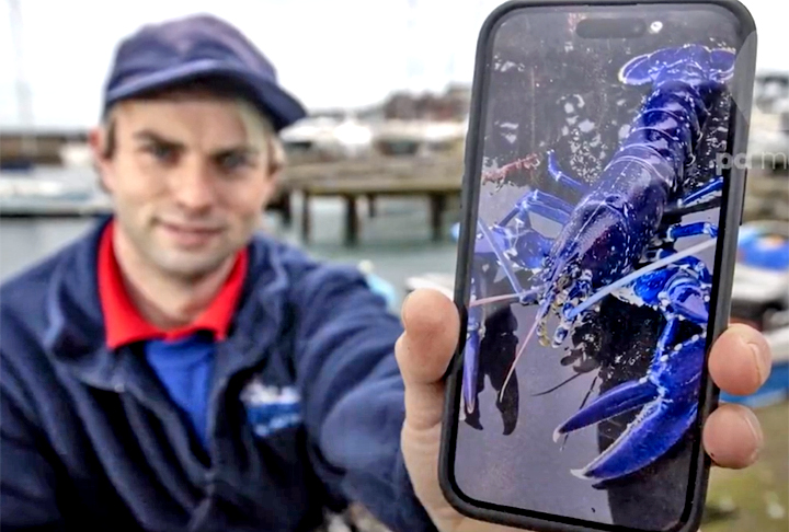 Stuart Brown, pesquisador na Belfast Lough, encontrou a lagosta azul numa grande enseada nos arredores de Belfast. O homem registrou o momento na Internet, para comprovar a façanha, e devolveu a lagosta azul ao mar. Espero que, se alguém pegar a lagosta, devolva (para a água) também, disse. 