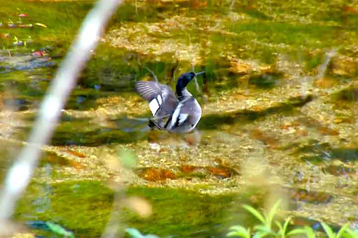 A presença do pato-mergulhão, que depende de rios limpos e conservados, serve como um indicador da saúde ambiental do Cerrado e de suas nascentes.