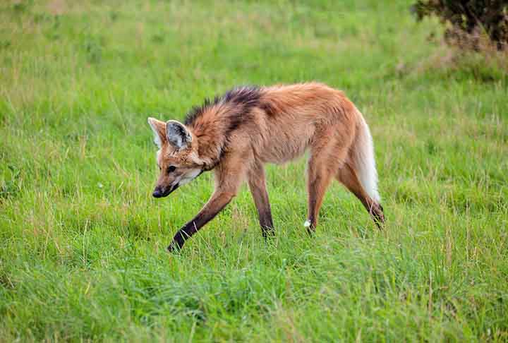 A região é conhecida por sua rica biodiversidade, com espécies emblemáticas como o lobo-guará e o tamanduá-bandeira. 