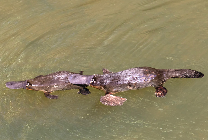 ORNITORRINCO - Nativo da Austrália, o ornitorrinco é uma das criaturas mais únicas do planeta, sendo o único mamífero que põe ovos e possui bico semelhante ao de um pato. Ele é raro porque habita áreas isoladas, como rios e córregos de água doce, e está ameaçado pela perda de habitat e poluição hídrica.