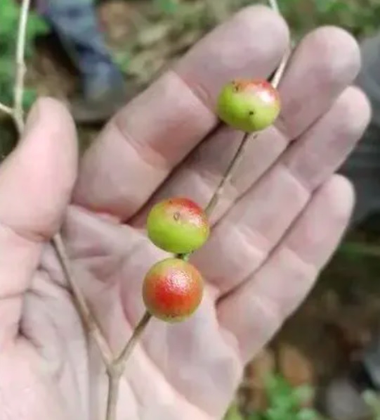 Essa nova espécie é considerada uma parente próxima da jabuticabeira e é considerada a única no mundo, pelo menos até o momento.