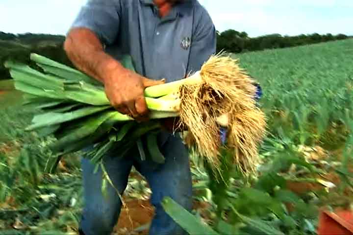 É um alimento com baixo teor calórico por ser composto, em grande parte, por água e possuir poucos carboidratos. Essa combinação pode ajudar no processo de emagrecimento, pois contribui na sensação de saciedade prolongada.