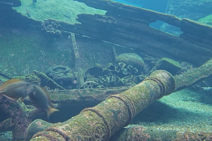 Curiosamente, também foram avistadas latas modernas de alumínio, sugerindo contaminação por lixo produzido por humanos. 