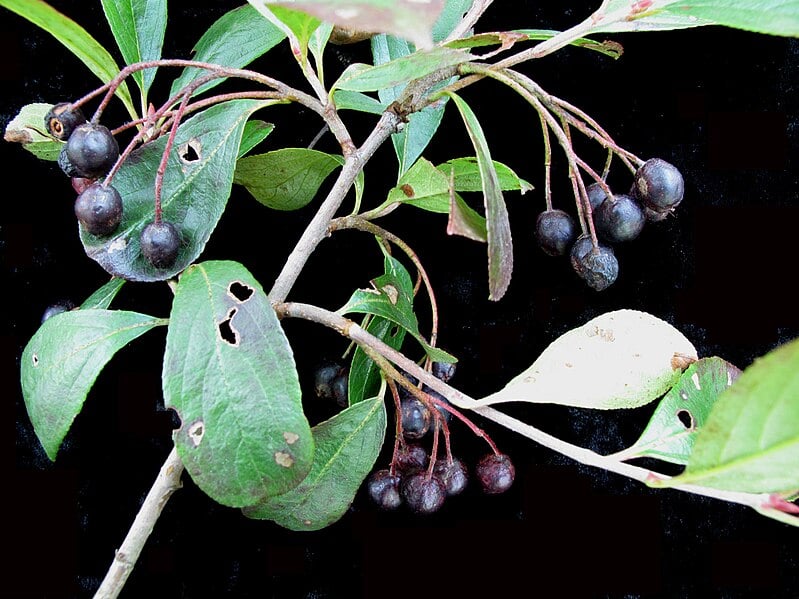 Uma pesquisa de Yulia Rein, da Universidade de Ohio, nos EUA, concluiu que uma fruta pouco conhecida tem propriedades que podem auxiliar no combate a doenças cardíacas. Trata-se da arônia-negra, também chamada de cereja negra (black chokeberry). 
