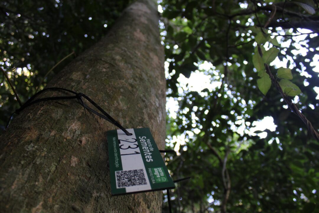 Um exemplar da camboatã (Brosimum glaziovii Taub), árvore classificada como 