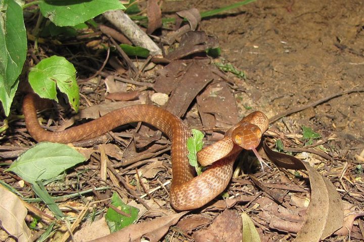Sem predadores naturais para conter sua população, a serpente se reproduziu descontroladamente, causando sérios danos. A presença dessas cobras levou à quase extinção de diversas espécies de aves nativas, uma vez que elas se alimentam de ovos e filhotes nos ninhos.