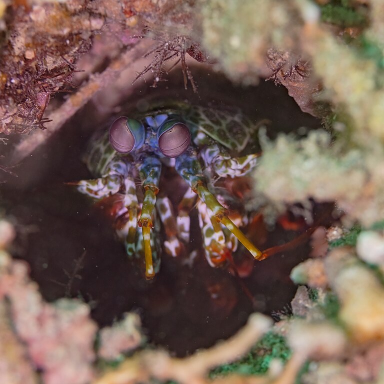 “Para executar repetidamente esses ataques de alto impacto, a clava dáctilo do camarão-louva-a-deus deve ter um mecanismo de proteção robusto para evitar danos a si mesmo”, explicou Horacio Espinosa, engenheiro que assina o estudo.