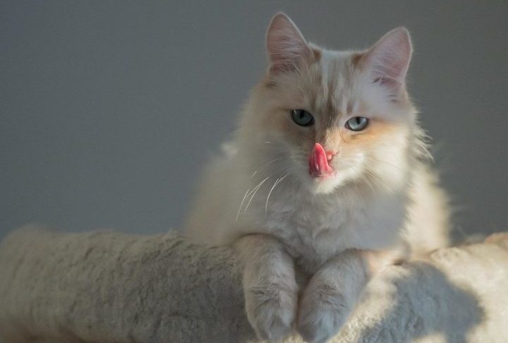 Para Sumner, no entanto, o país precisa de uma legislação nacional específica para o manejo de felinos. 