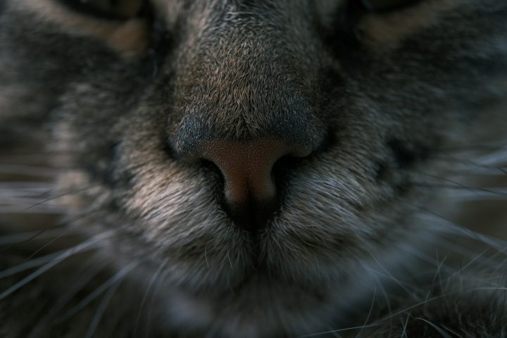 Por serem predadores oportunistas, causam grande impacto na fauna local, especialmente aves, répteis e pequenos mamíferos. Eles vivem em uma vasta gama de habitats, de florestas densas a savanas e desertos. 