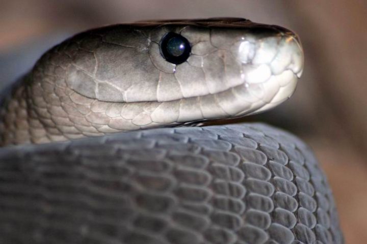 Mamba-negra (África Subsaariana): Altamente agressiva quando ameaçada, a Mamba-negra é capaz de morder várias vezes seguidas. Seu veneno pode causar paralisia progressiva, convulsões e falência respiratória. Sem tratamento, a morte por vir de 7 a 15 horas;