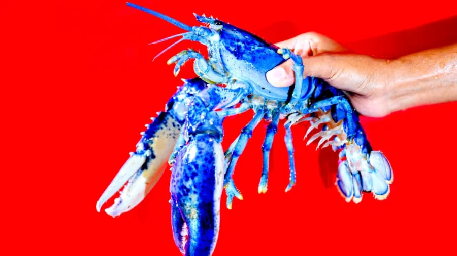 Uma lagosta azul rara, batizada de Netuno, agora vive no Centro de Ciências Marinhas da Northeastern, em Nahant, Massachusetts. O animal tem cerca de 7 anos, pesa quase 1 quilo e se destaca pela cor única da carapaça.