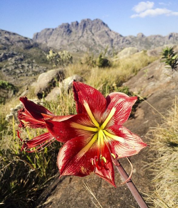 Ao longo do tempo, muitos lírios foram cruzados, resultando em uma grande variedade de cores e formas, tornando a planta ainda mais popular e diversificada. 