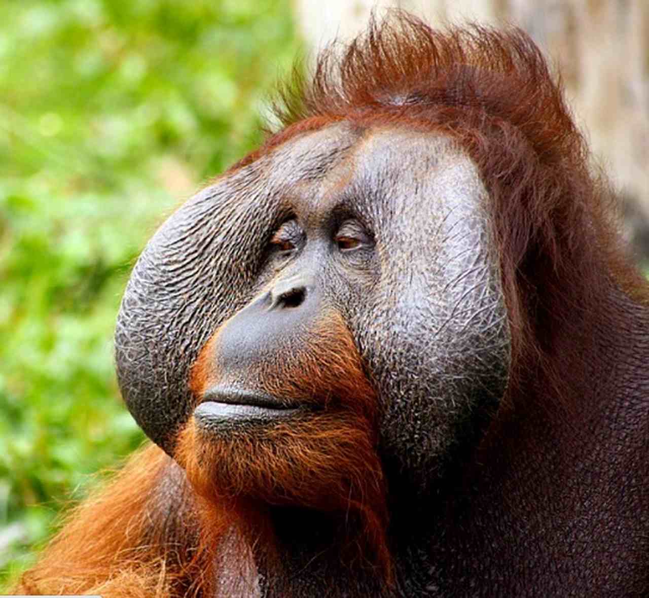 Conhecidos por suas habilidades de escalada, utilizam ferramentas avançadas e constroem ninhos elaborados. Além disso, algumas  espécies usam folhas para amplificar sons, empregando essa comunicação acústica para enganar outros animais e se exibirem.