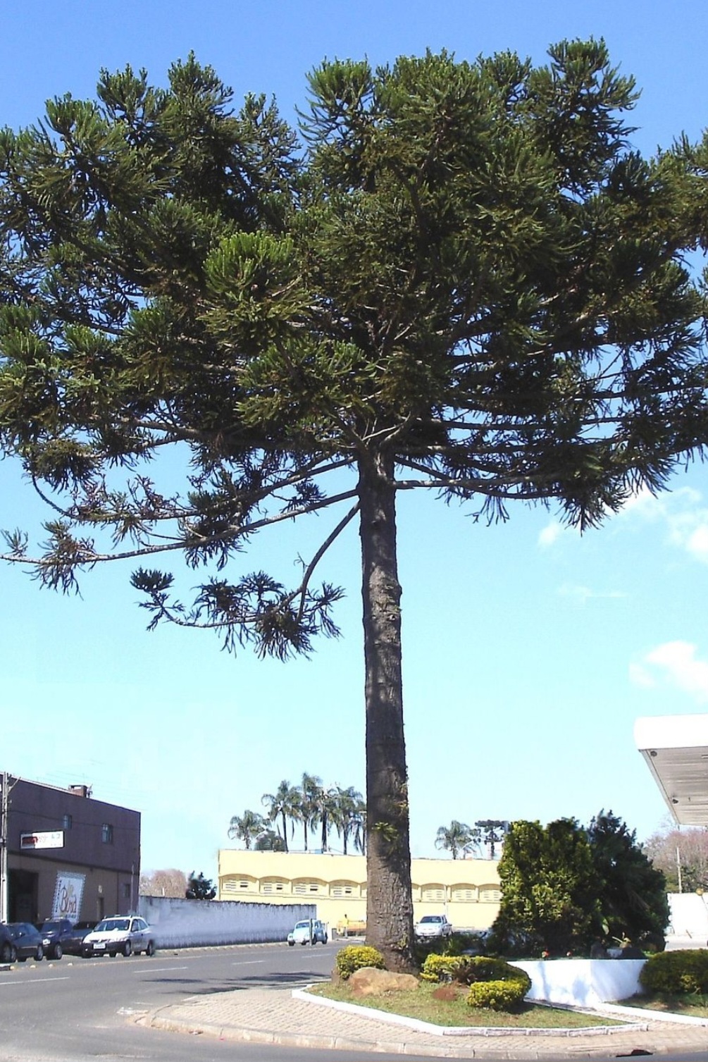 Araucária: Bioma da Mata Atlântica. Também chamada de Pinheiro-do-Paraná, Pinheiro-Brasileiro e Curi. 