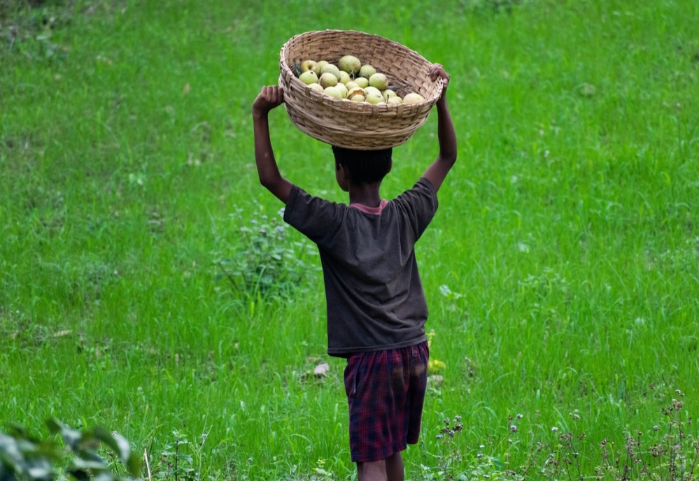 É uma excelente fonte de vitamina C, essencial para o fortalecimento do sistema imunológico, ajudando a prevenir infecções e doenças como resfriados e gripes. 