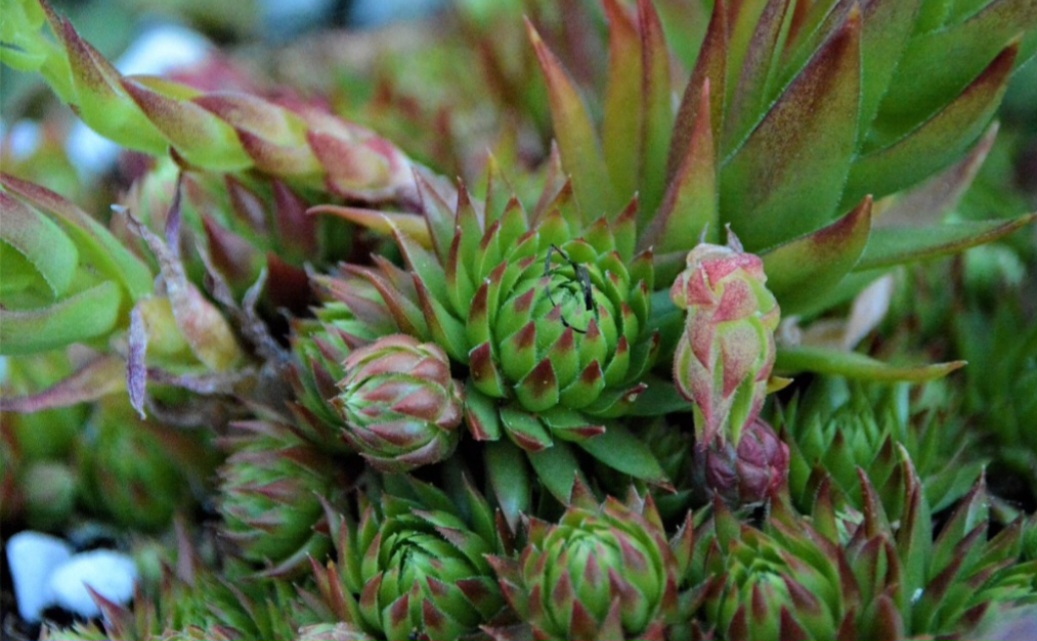 Exótica e nutritiva, a pitaya, também conhecida como fruta do dragão, tem um estilo de plantação mais simples do que parece. Com isso, qualquer pessoa pode se aventurar a desenvolver esse fruto, que traz diversos benefícios à saúde, em suas respectivas residências. 