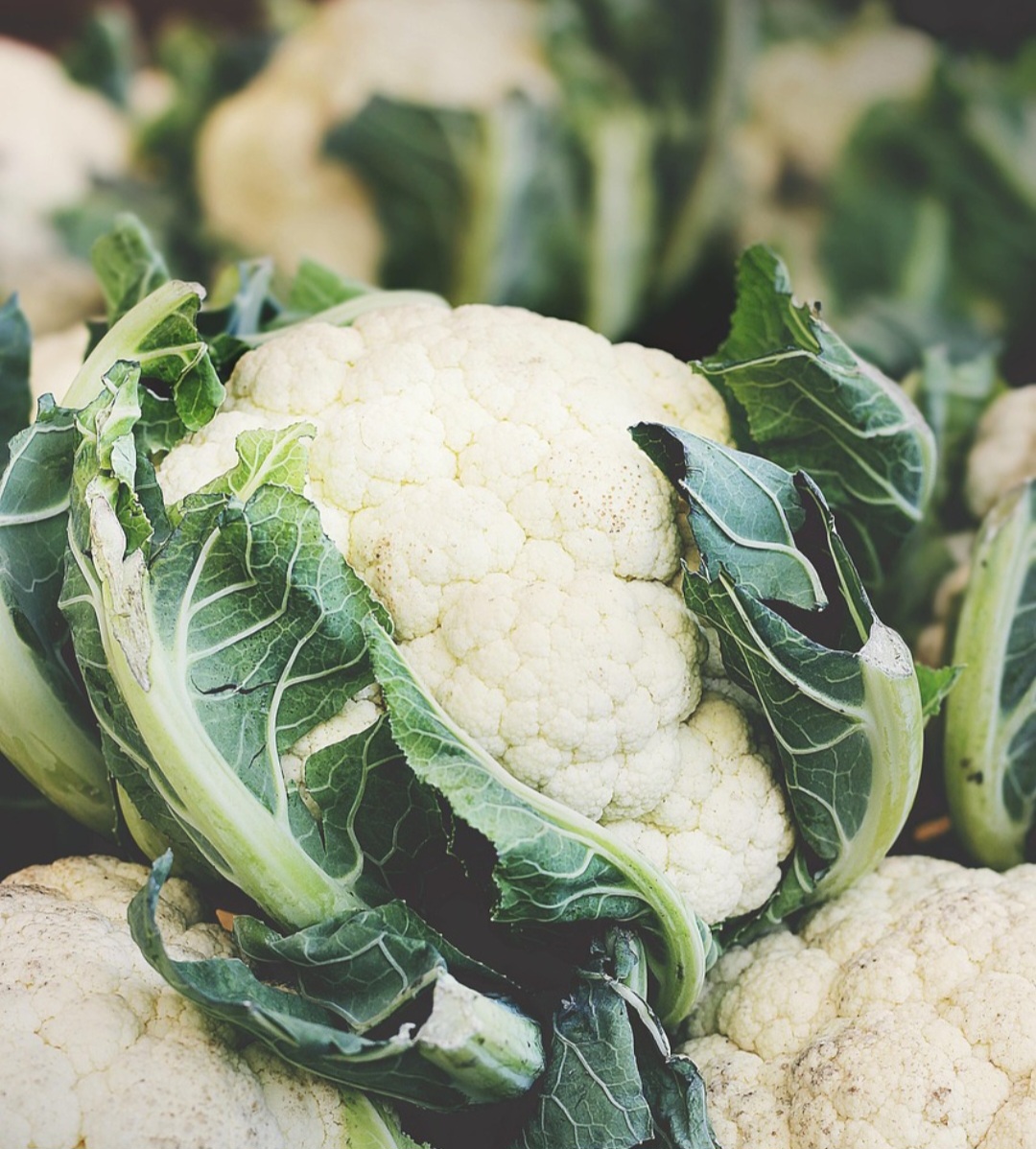 Ela, então, já era valorizada por civilizações antigas como a egípcia e a grega, sobretudo na forma de repolho. A couve-de-folhas, por sua vez, era a verdura mais consumida na Europa até o final da Idade Média.