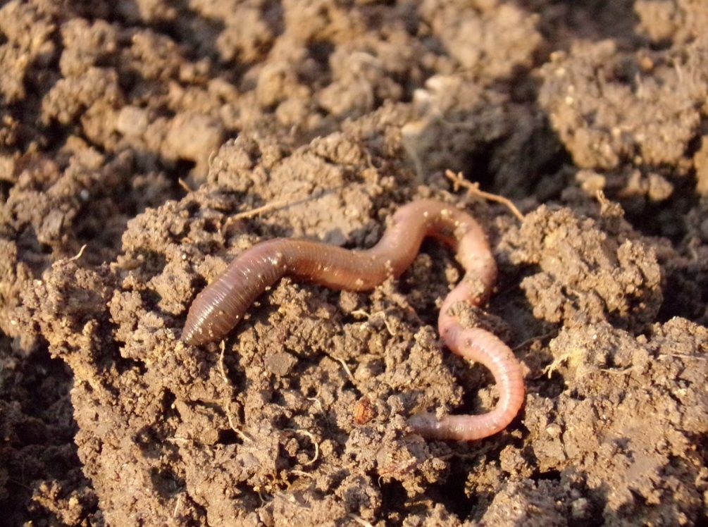 Dessa forma, as principais diferenças residem em sua classificação zoológica, número de pernas, tipo de alimentação e presença de veneno.
